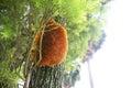 Beehive on tree