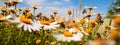 Beehive apiary bees and flowers in the meadow. Generative AI,