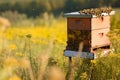 Beehive with bee colony in a meadow in summer, honey production, generative AI