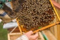 Beehive Beehive Frames. The beekeeper collects honey and looks at the frame. The beekeeper checks the beehive