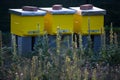 Beehive beehives in the apiary Royalty Free Stock Photo