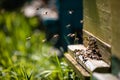 Beehive and bees over honey farm