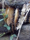 beehive and bees in rock cavity Sri Lanka.