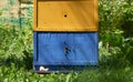 Beehive and bees