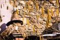 Beehive behind a branch of a hazel Royalty Free Stock Photo