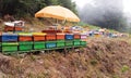 Beehive boxes on a forest road