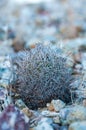 Beehive cactus (Echinomastus sp.) in the desert near Santa Elena Canyon