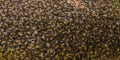 Beehive closeup picture Royalty Free Stock Photo