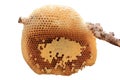 Beehive closeup. Royalty Free Stock Photo