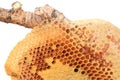 Beehive closeup. Royalty Free Stock Photo