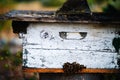 Beehive With A Cluster Of Bees 