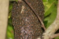 A beehive constructed on a plant. Honey bees are engaged forming and making honey