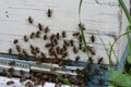 From beehive entrancebees creep out. Honey-bee colony guards the