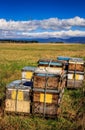 Beehive farm boxes summer landscape