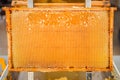 Beehive Frame with Honeycombs Placed on a Decapping Tray Frontal View Royalty Free Stock Photo