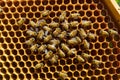 Beehive frames buzz with activity as bees work on honeycombs Royalty Free Stock Photo