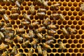 Beehive frames buzz with activity as bees work on honeycombs Royalty Free Stock Photo