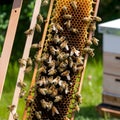 Beehive frames buzz with activity as bees work on honeycombs Royalty Free Stock Photo