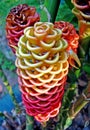 Beehive Ginger flowers Zingiber spectabile on tropical garden Royalty Free Stock Photo