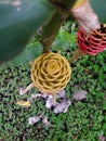 Beehive Ginger Plant Growing In Vilcabamba, Ecuador