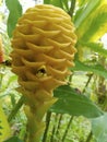 Beehive Ginger   844494 Royalty Free Stock Photo