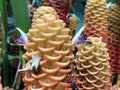 Beehive ginger Zingiber spectabile, Ginger wort, Malaysian ginger oder Bienenstock-Ingwer Royalty Free Stock Photo