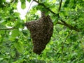 Beehive in green leaves