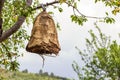 Beehive hanging on a cherry tree against sky