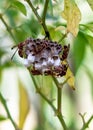 Beehive hanging on a tree branch. Royalty Free Stock Photo