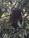 The beehive, A beehive hanging from a tree