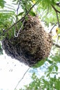 Beehive at home