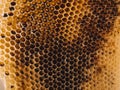 Beehive Honeycomb Nature Textured close up