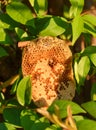Beehive honeycomb