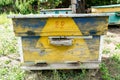 Beehive - the house of bees in the bosom of nature. Work beekeeper. Healing product of beekeeping. May, flower honey.