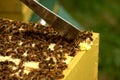 Beehive inspection