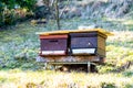 beehive outside on the madow