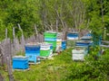 Beehive, painted in yellow and blue, and flying bees, gathering honey.