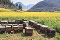 Beehive among rapeseeds flowers fields in Luoping, Yunnan - China Royalty Free Stock Photo