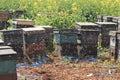 Beehive among rapeseeds flowers fields in Luoping, Yunnan - China Royalty Free Stock Photo