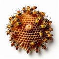 beehive shell a shell filled with small flechettes or darts tha Royalty Free Stock Photo