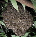 Beehive on tree bush