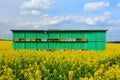 Beehive in truch on the field of colza Royalty Free Stock Photo
