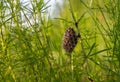 A Beehive of wild bees, wasps hanging on a leg in the green grass Royalty Free Stock Photo