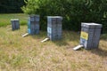 Beehives for beekeeping with many honey bees