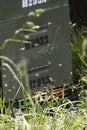 Beehives and bees in apiary in a botanical garden in Wellington, New Zealand. Beekeeping or apiculture concept Royalty Free Stock Photo