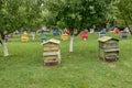 Beehives with bees in a honey farm.