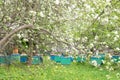 Beehives in the blooming flower garden. Varieties of bee hives.