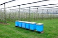 Beehives in a blooming modern apple orchard