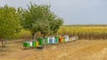 Beehives in Field