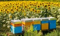 Beehives in the field of sunflowers Royalty Free Stock Photo